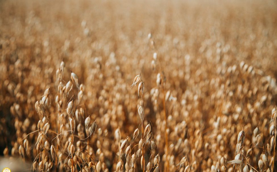 В Чувашии в канун посевной назвали самые популярные сельхозкультуры