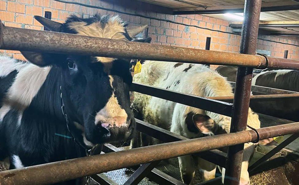 Грант помог начать своё сельхоздело фермеру-животноводу из Чувашии