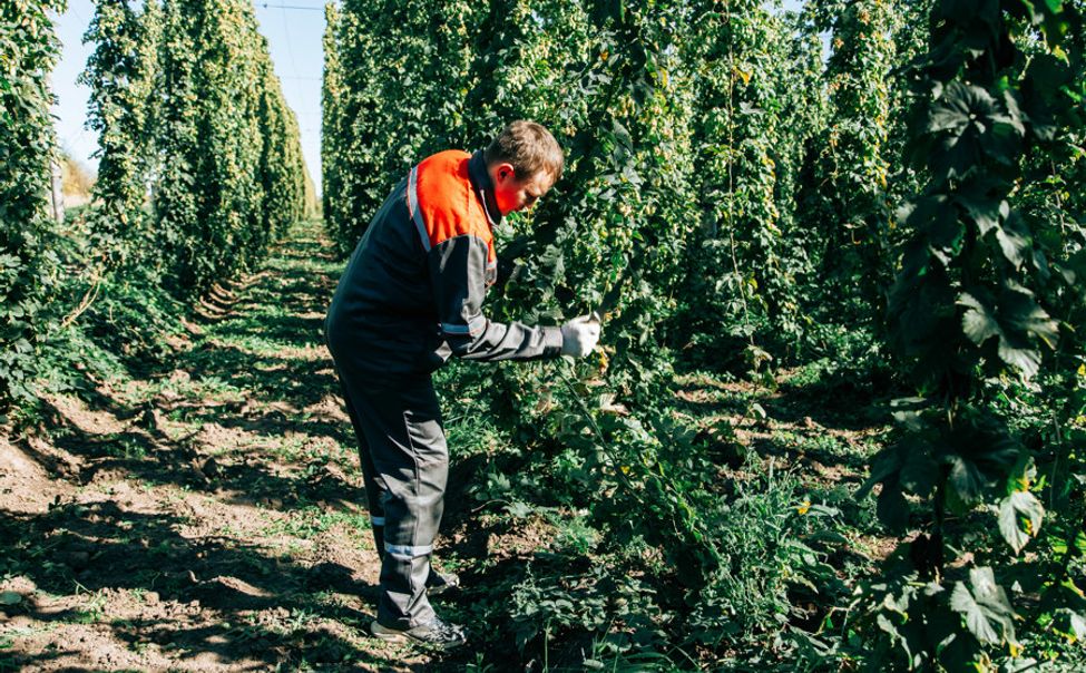 Сельхозтехникумы Чувашии займутся хмелеводством