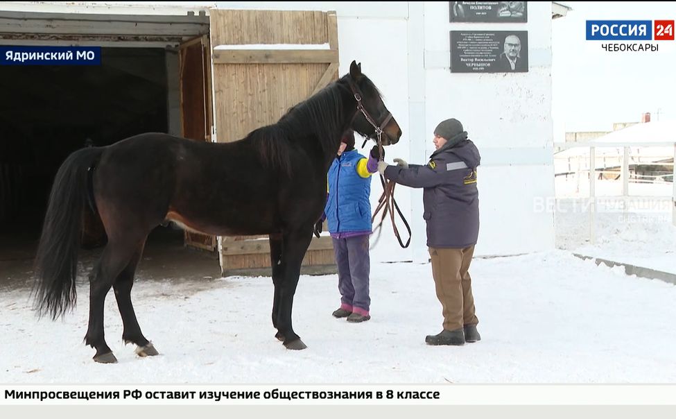 В Чувашии разводят рысаков, которые побеждают на самых престижных соревнованиях