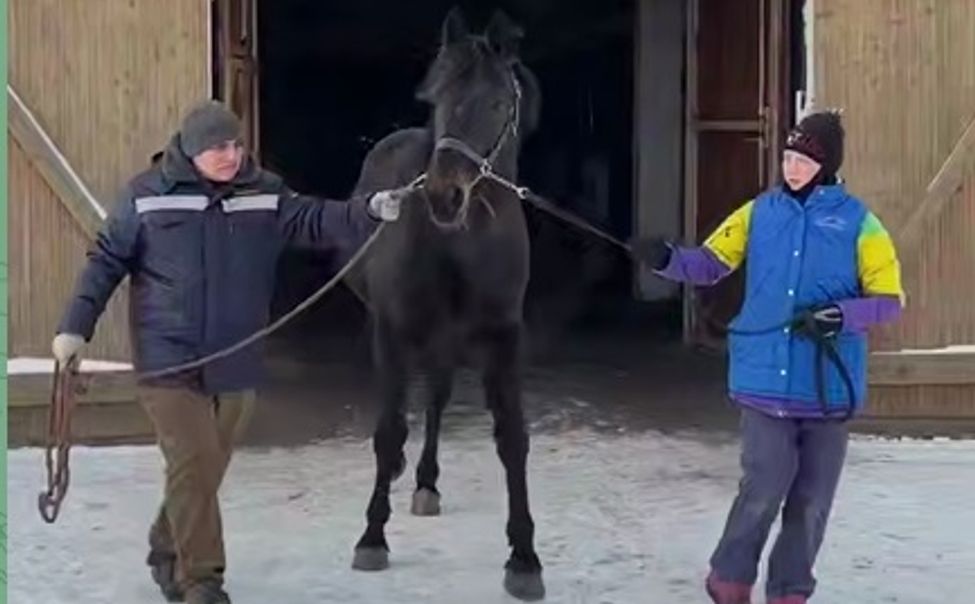 Олег Николаев похвастался чувашскими рысаками на Дне правительства в Ядринском округе