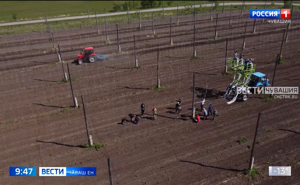 Республикӑра ял хуҫалӑх техникумӗсем хӑмла туса илес ӗҫе аталантарӗҫ