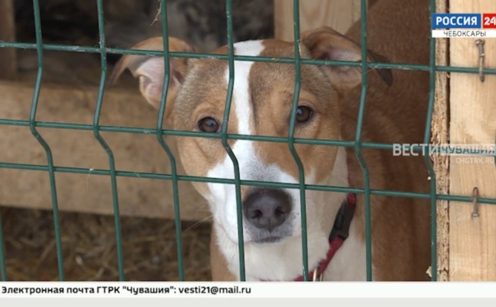 В Чебоксарах обсуждают проектирование нового приюта для бездомных животных 