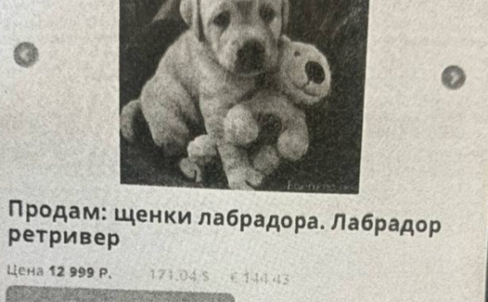 Жительница Чебоксар потеряла 15 тысяч рублей при покупке щенка 