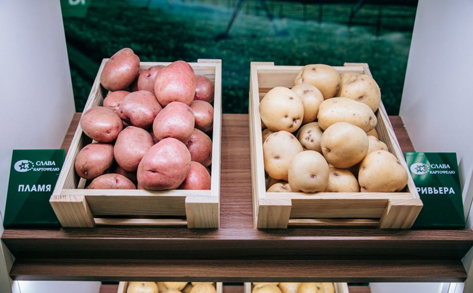 На выставке «Картофель-2025» наши аграрии представят на продажу 19 сортов "второго хлеба"