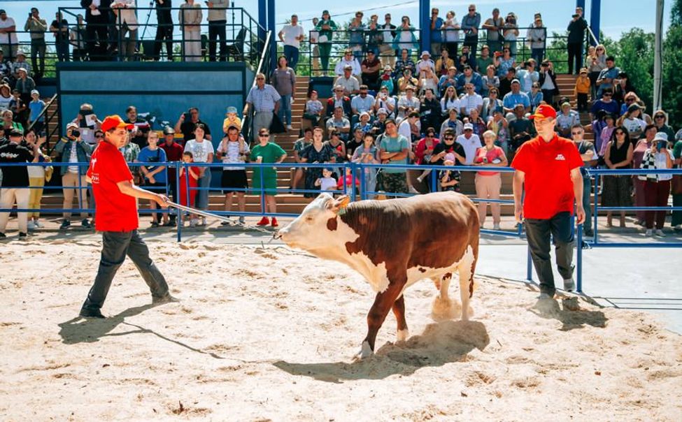 Минсельхоз Чувашии готовится к аукциону племенных животных и фестивалю «Время молока»