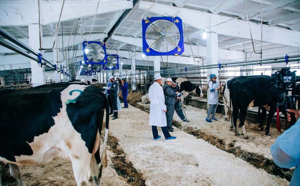 В Чувашии за год пробонитировано около 50 тысяч голов сельхозживотных