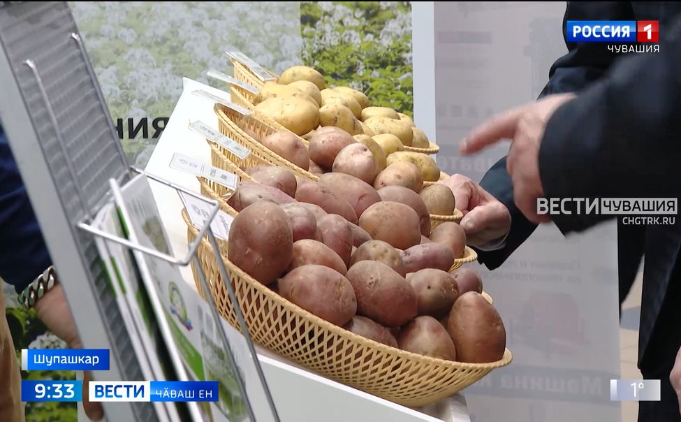 Шупашкарта иккӗмӗш кун "Ҫӗр улми - 2025" курав ӗҫлет