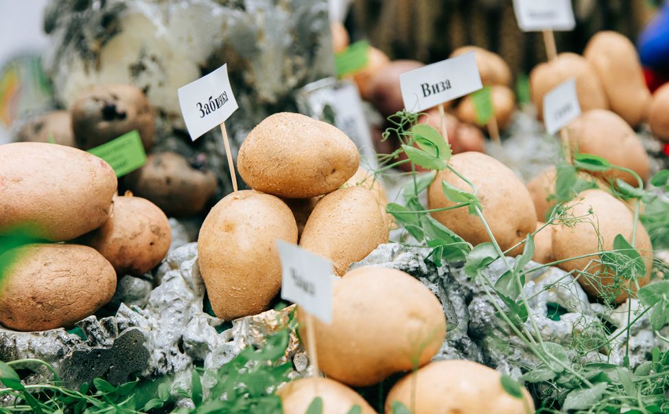 Выставку «Картофель – 2025» посетили более 12 тысяч жителей и гостей Чувашии