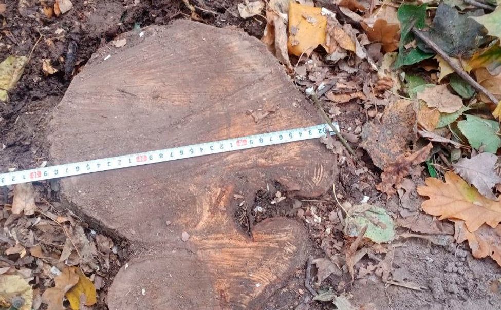 В Чувашии снизилось количество незаконных рубок