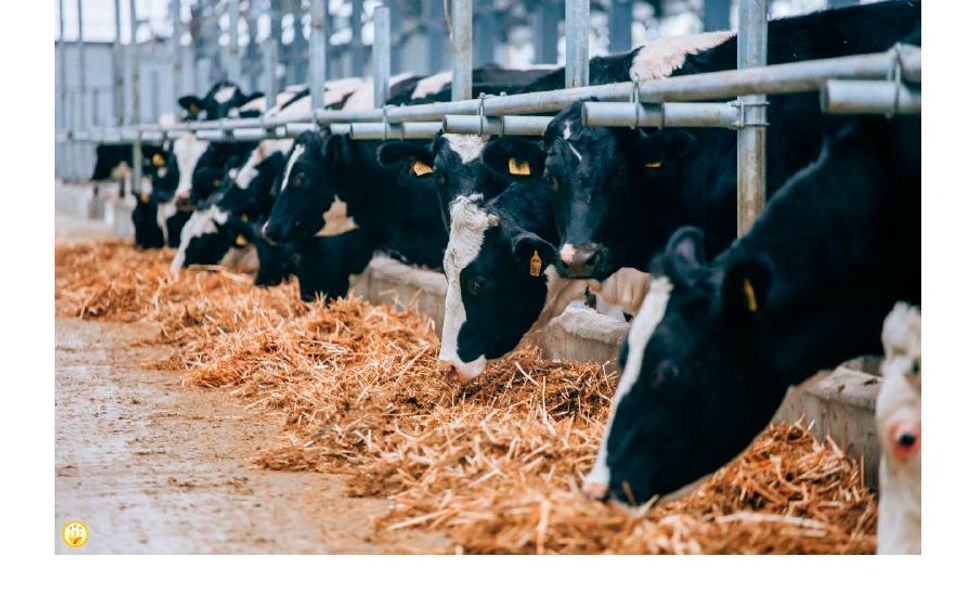 Чувашия стала лидером по росту молочной продуктивности