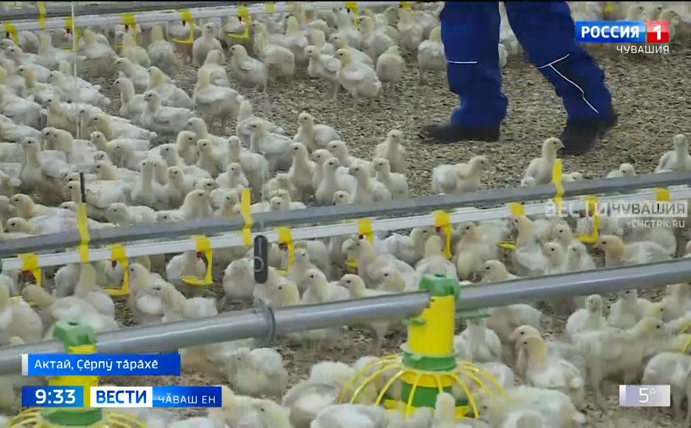 Унччен "Чӑваш бройлерӗ" пулнӑ чӑх-чӗп фабрики ҫӗнӗрен ӗҫлеме пуҫланӑ