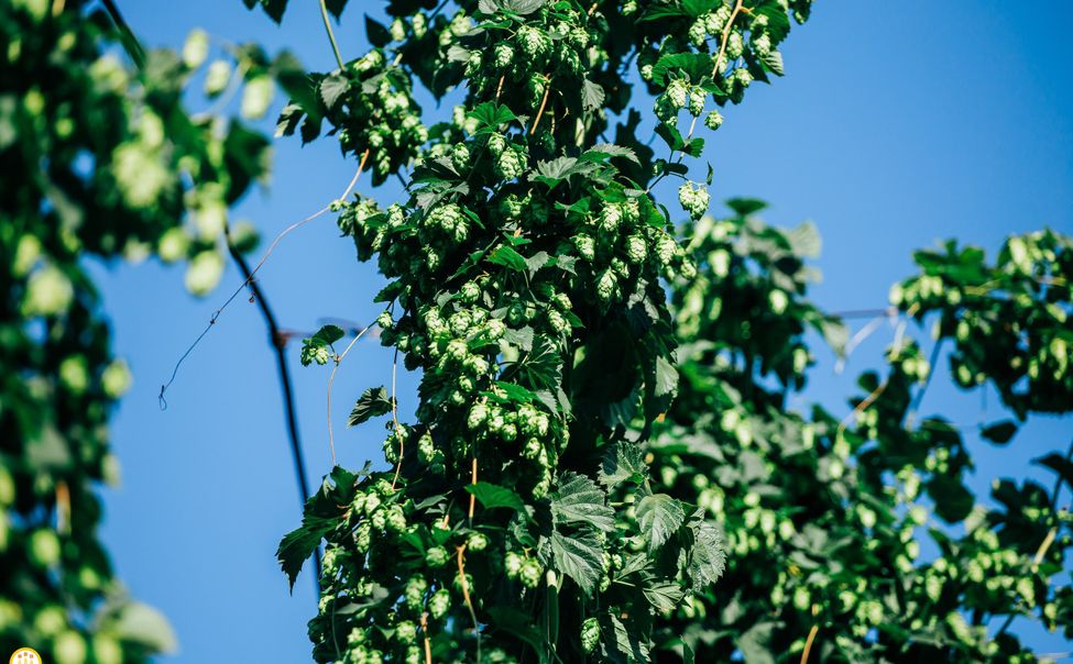  В Чувашии объявили сбор экспонатов для Музея чувашского хмеля 