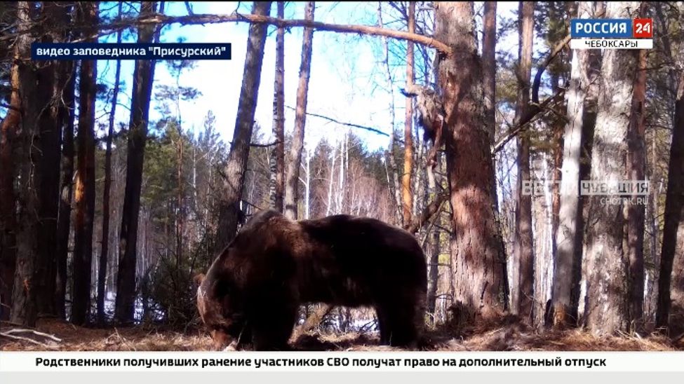 В Чувашии засняли первую трапезу проснувшегося медведя