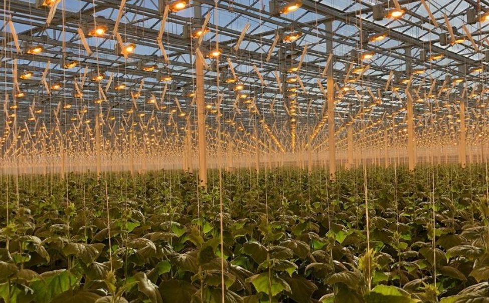 В Чувашии теплицам будут доплачивать за досвечивание