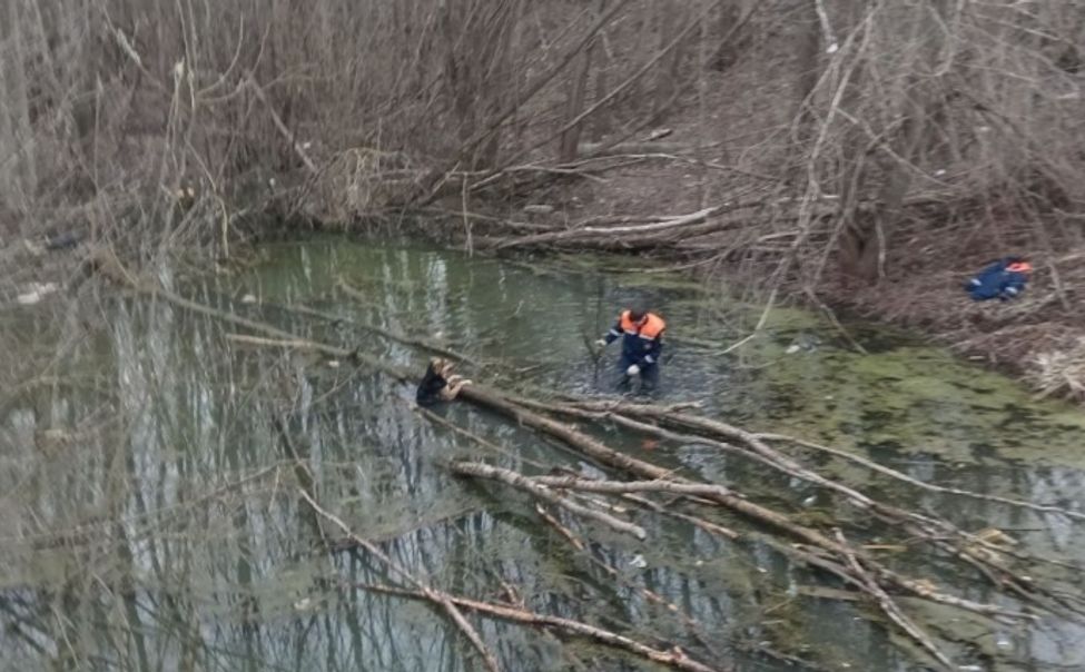 В Чувашии спасатели вытащили собаку из пруда