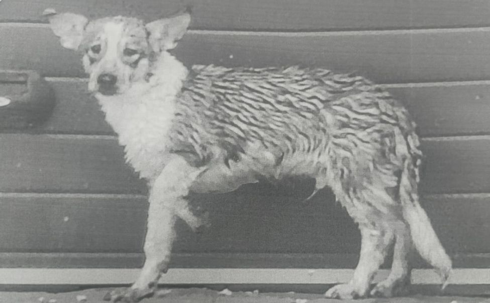 Жительница Чувашии пыталась избавиться от щенят, бросив их в мешке в воду