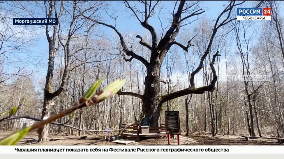 Старейшине чувашских дубрав исполнилось 374 года