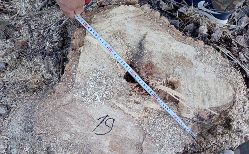 В Алатыре незаконно вырубили 26 деревьев