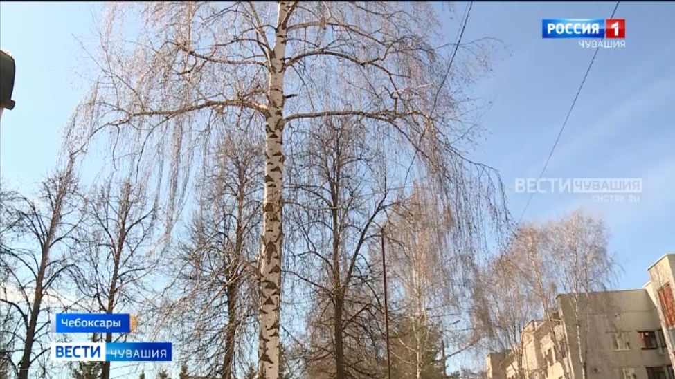 В Чувашии из-за аномально теплой зимы и ранней весны сезон аллергии начался намного раньше