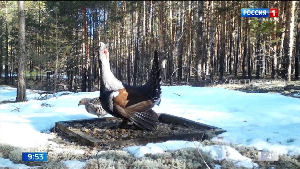 Вӑрманти ҫурхи концерт