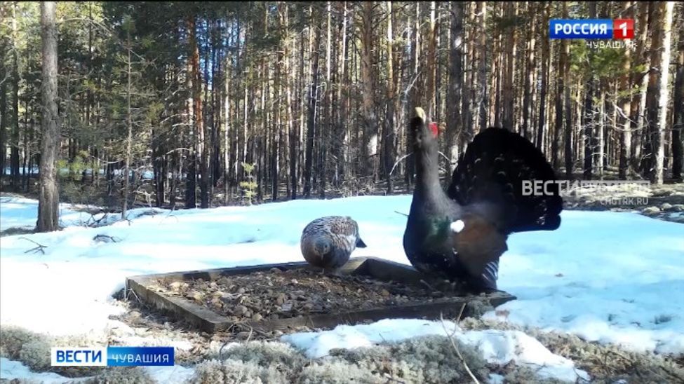 Токующий глухарь в заповеднике "Присурский" попал в объектив фотоловушки