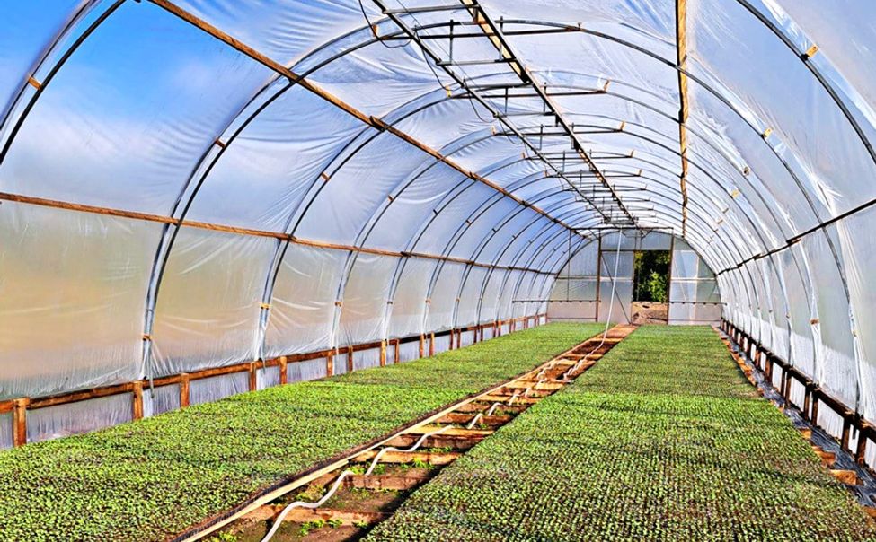 В Чувашии грант «Агростартап» помогает развивать овощной бизнес 