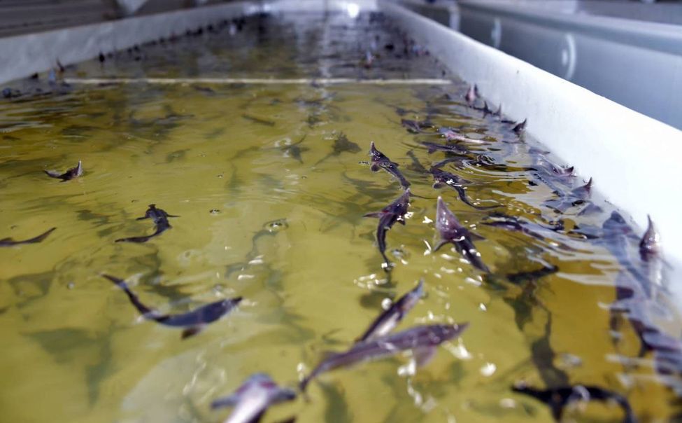 Жителей Чувашии обещают досыта накормить местной рыбой, а ее производителей - поддержать