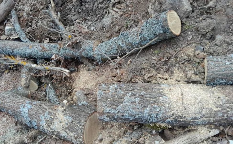 В Чувашии выявлены факты уничтожения деревьев и порчи почвы
