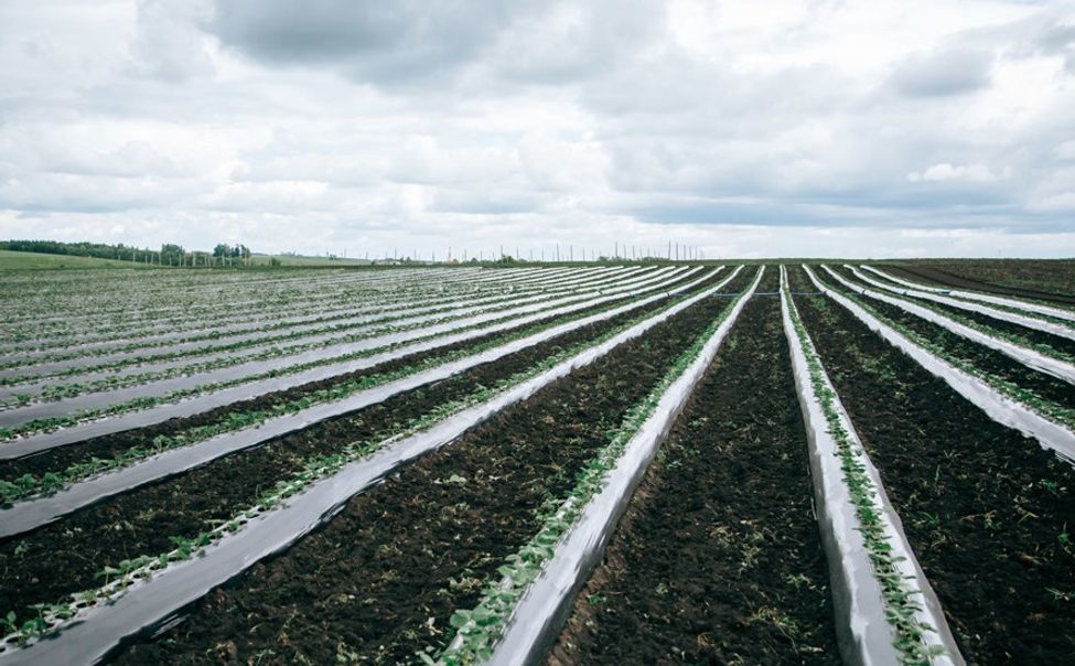 Для аграриев Чувашии появился новый грант 