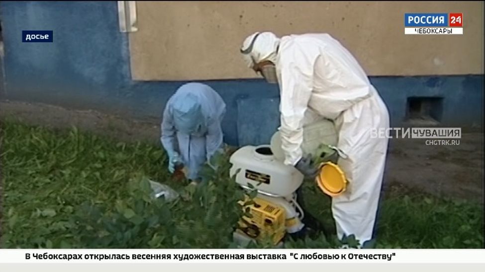 Чебоксарские парки и скверы начали обрабатывать от насекомых