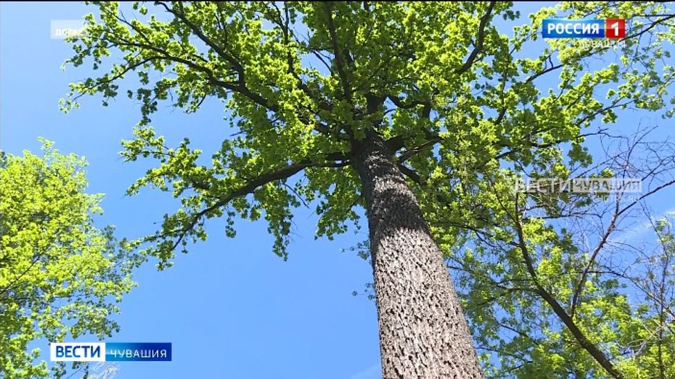 За звание "Российского дерева года- 2025" поборется 250-летний дуб из Шумерли