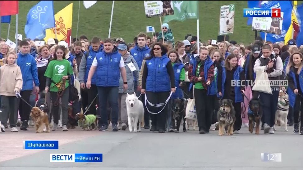 Килсӗр йытӑсемпе ҫыхӑннӑ ҫивӗч ыйтӑва ҫӗклес тӗллевпе