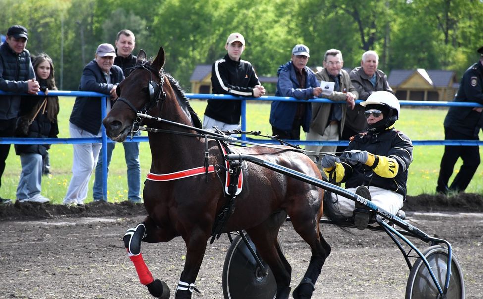 В Батыревском округе состоялись бега рысистых лошадей «Кубок Победы»