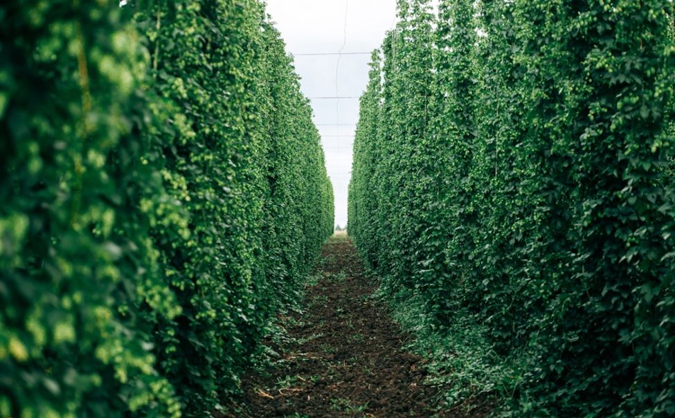 Чувашский ГАУ одержал победу в Национальном органическом конкурсе