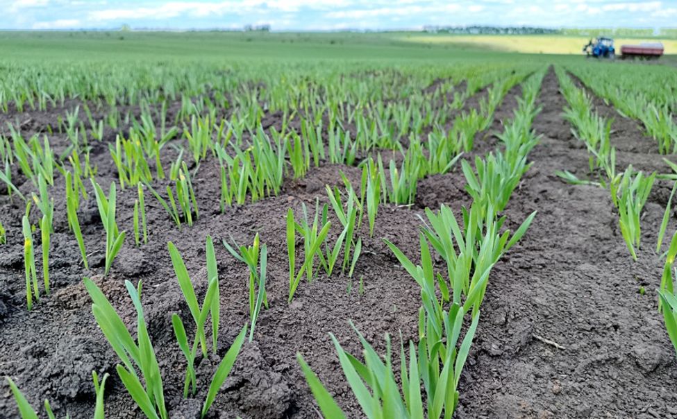 Чувашские аграрии завершают сев яровых