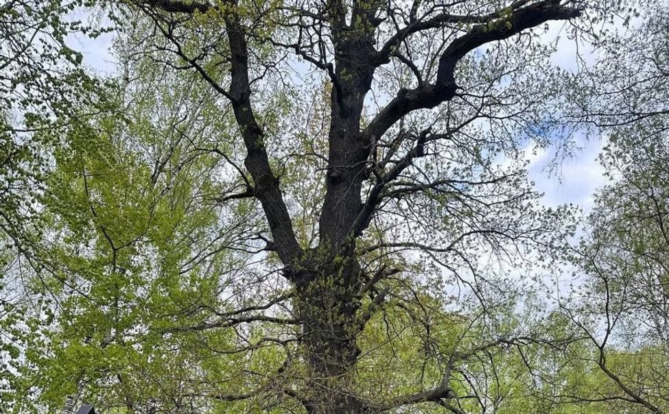 Более 4400 человек уже отдали свои голоса за Шумерлинский дуб