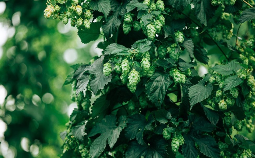 В Чувашии при поддержке Олега Николаева запустят новый грант «Чувашский хмель»