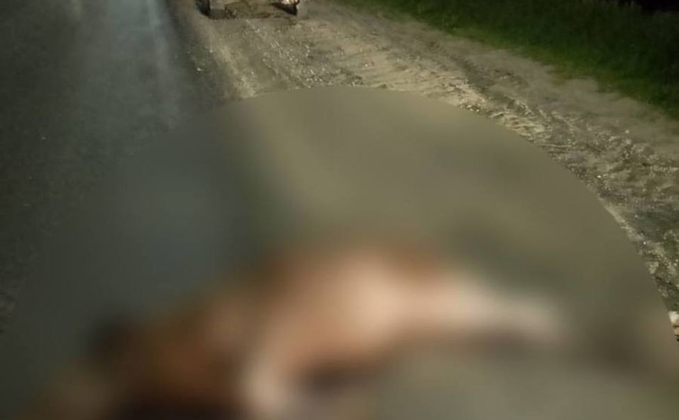 С начала мая в Чувашии произошло 12 ДТП с дикими животными