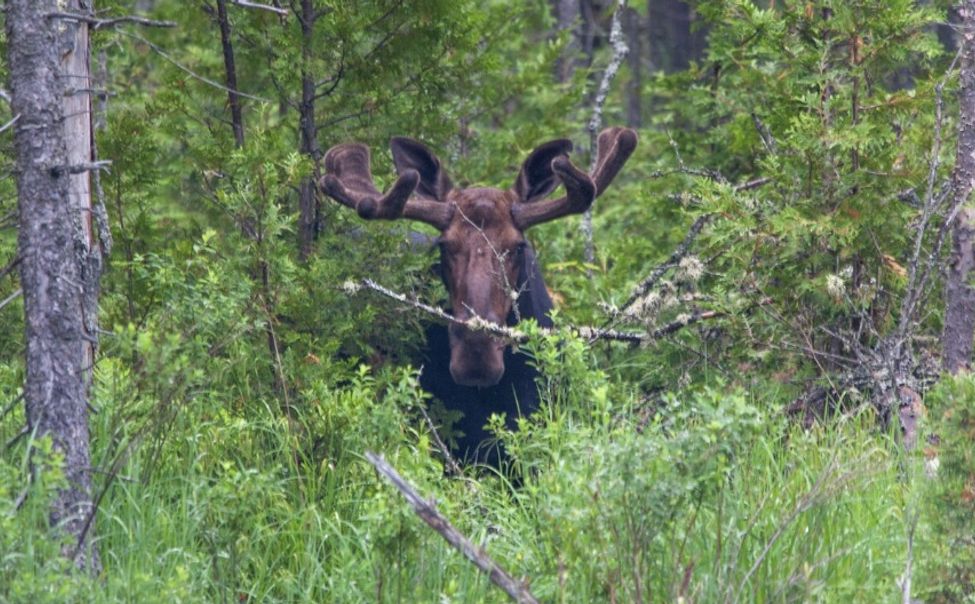 В Чувашии причиной ДТП снова стал лось