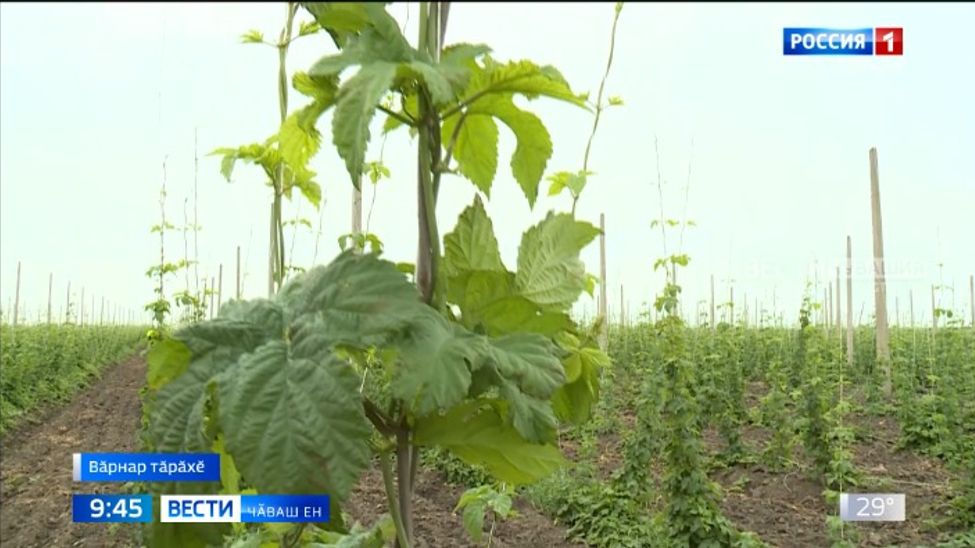 Ҫӗршыври сӑра вӗретекен компани Вӑрнар тӑрӑхӗнче хӑмла туса илессине аталантарать