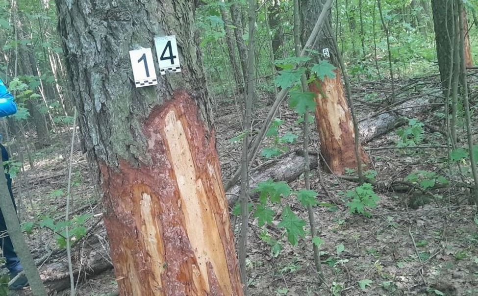 В Чувашии ободрали кору с 17 лиственниц, причинив ущерб на 750 тысяч рублей