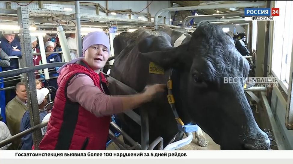 В Чувашии определили лучшего зоотехника и дояра