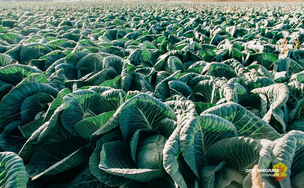 В Чувашии представили новый стратегический курс для АПК