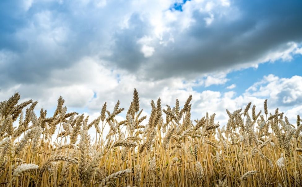 В Чувашии выставка «День поля – 2025» демонстрирует достижения АПК