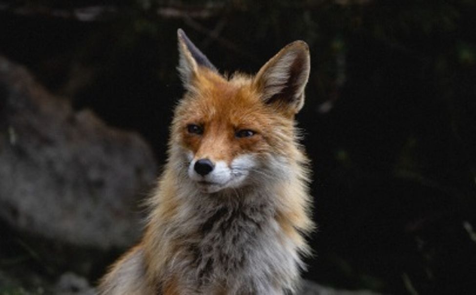 В Цивильском округе введён карантин по бешенству