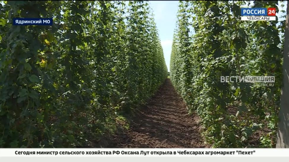 В Чувашии стартовала деловая программа конференции "Российский хмель"