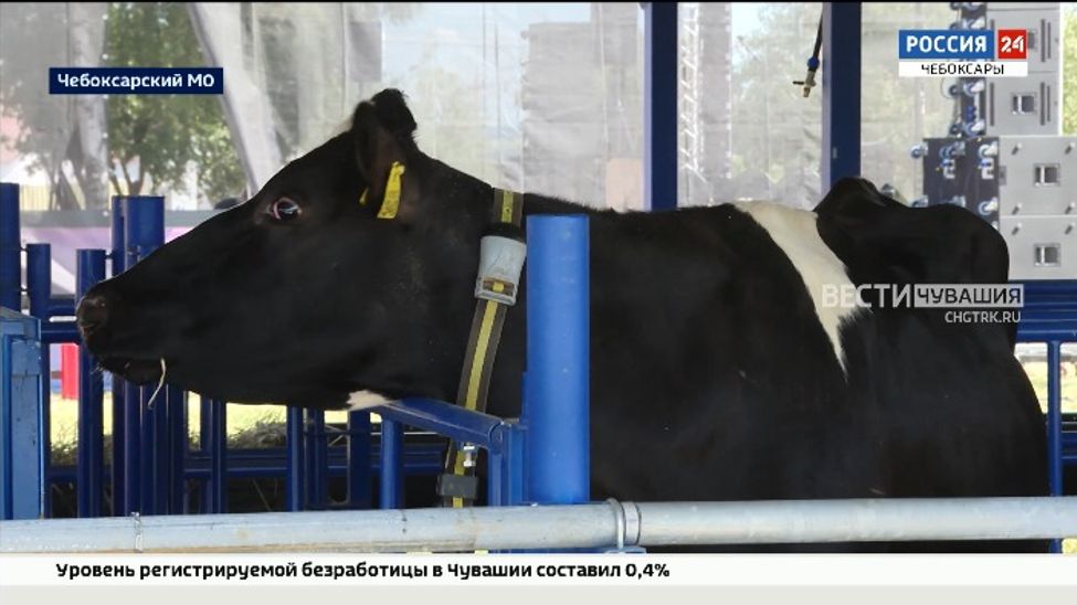 В Чувашии прошел второй Всероссийский аукцион племенных животных