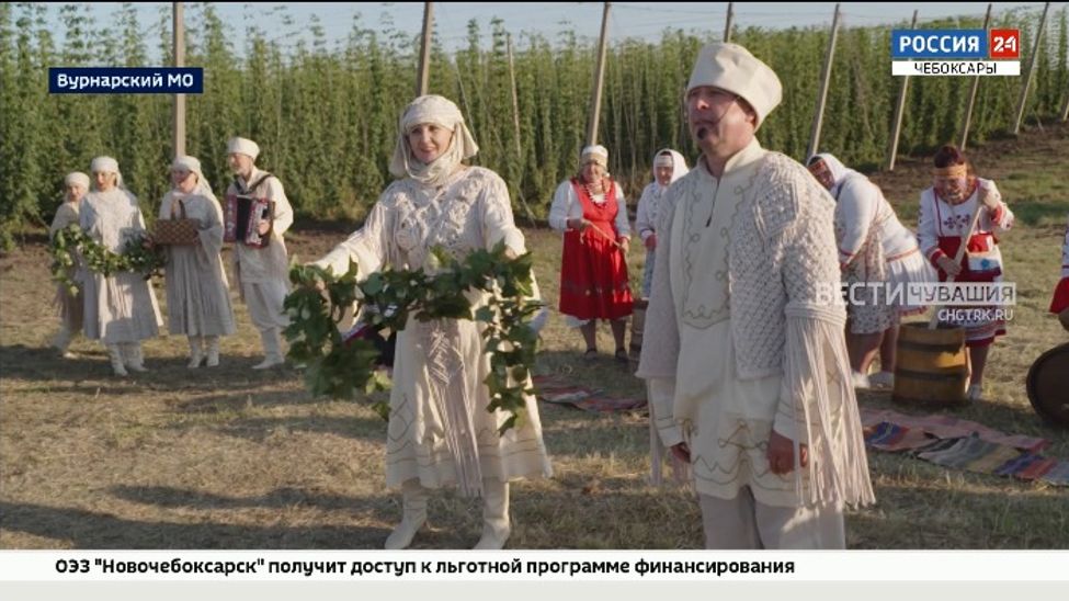 Чувашия укрепляет лидерство в хмелеводстве