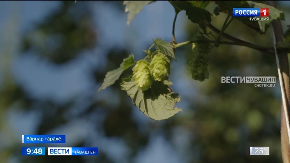 Хӑмла ҫитӗнтерессине ҫӗршыв шайӗнче тимлӗх